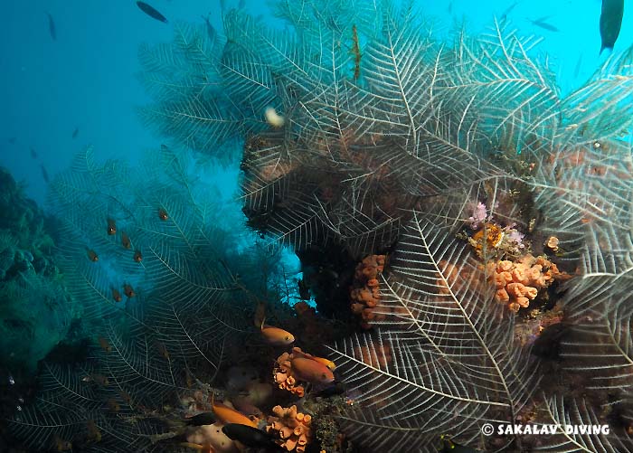 Marine biology diving in Nosy Be